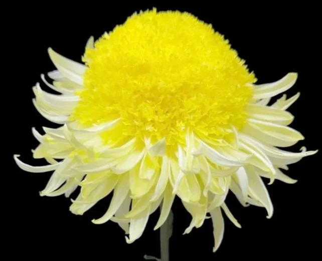 8A Yellow Flying Saucer