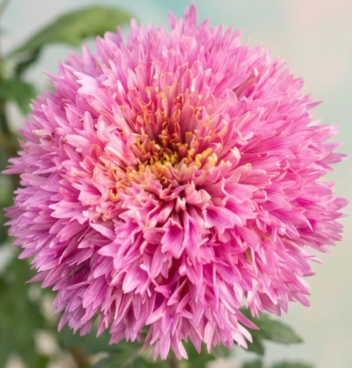 4B Etrusco Pink