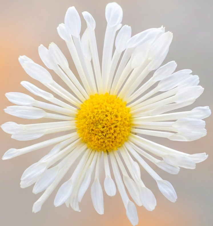 9C Ivory Pinwheel