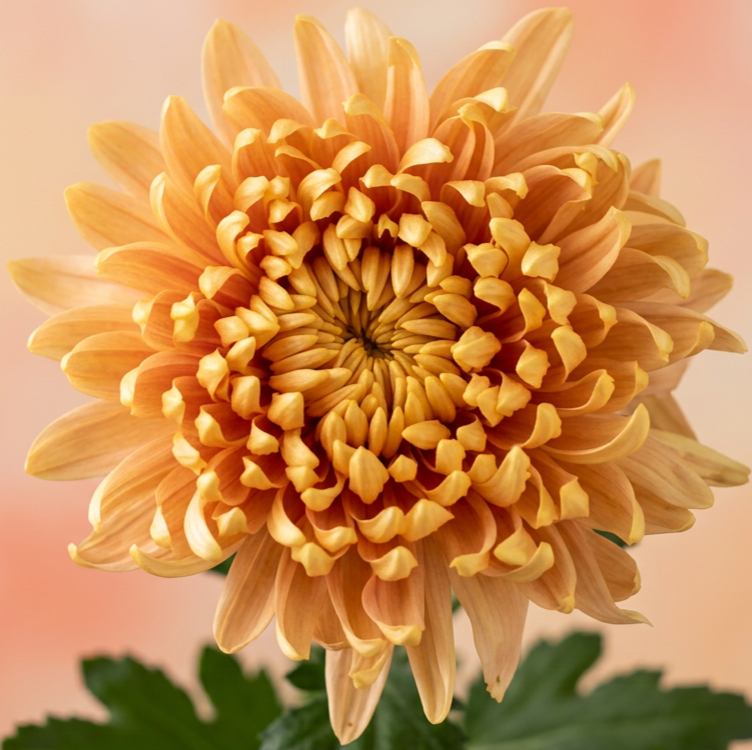 imgg-yi2-n7ihx7p8.png