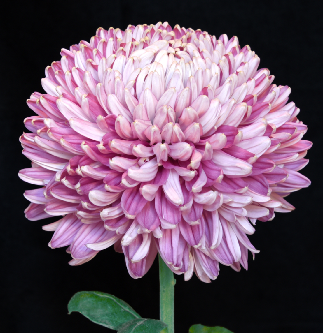 6A   Pink Masterpiece