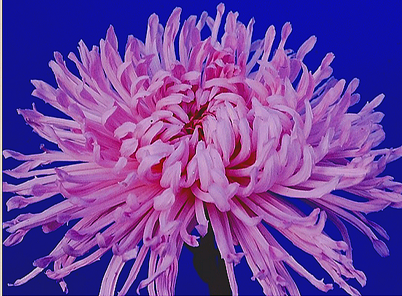 A2B7BC7A-F62F-4AF5-8C7B-793050A93B67.png