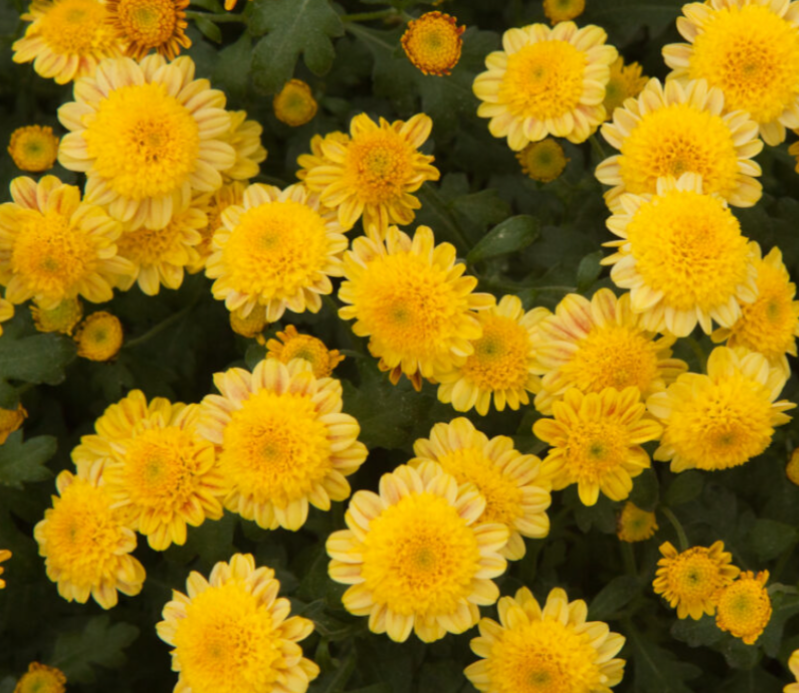 99B03C01-D5D1-464E-AAB7-D15D70571F38.png