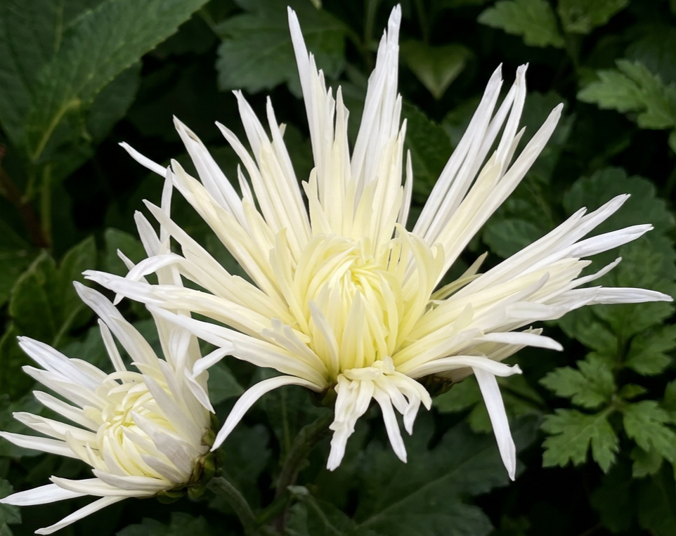 10A White Rayonnante