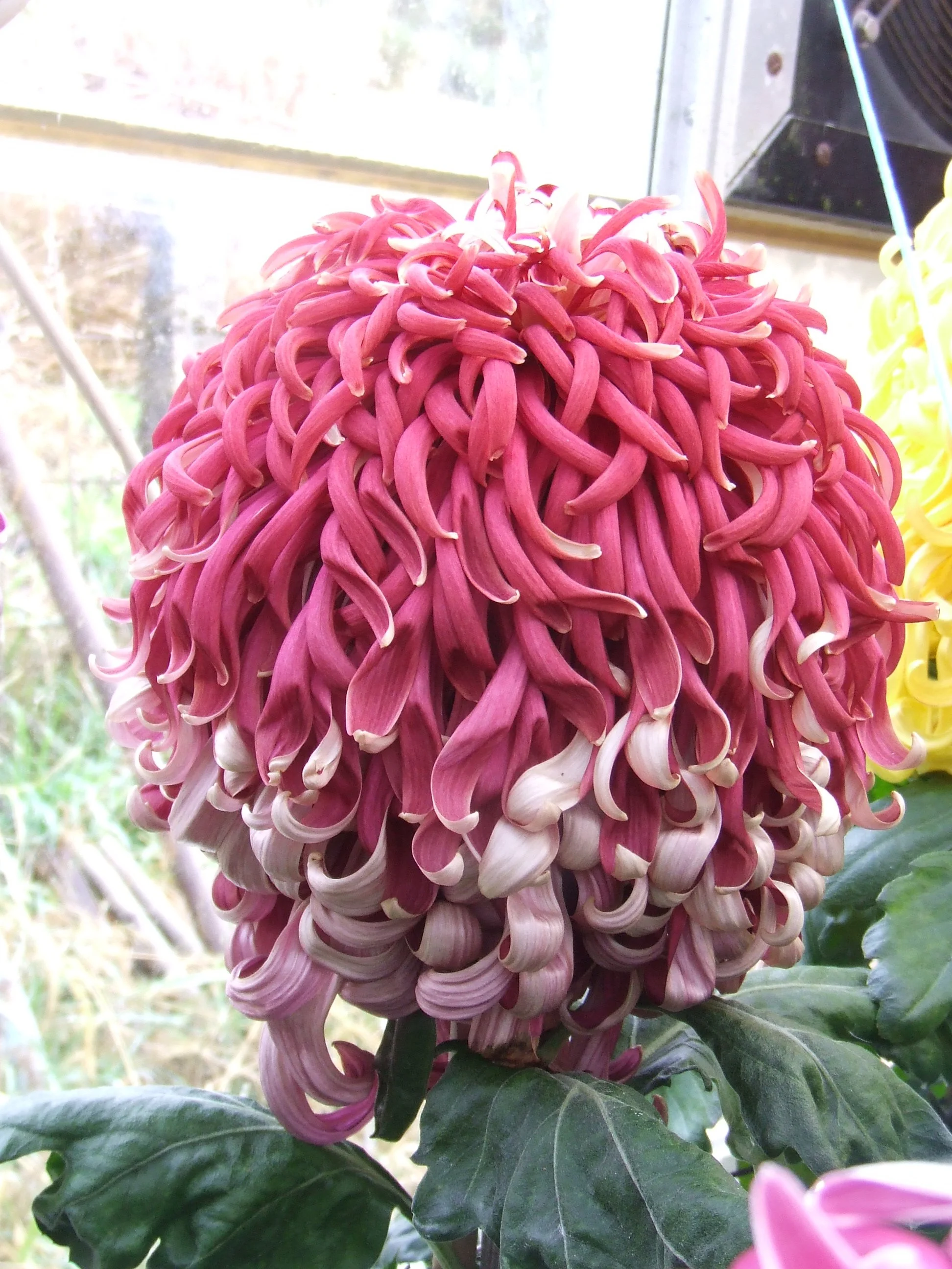 Maroon Eliz 29-10-2012.JPG