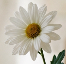 imgg-gs3-qvn07dvm.png