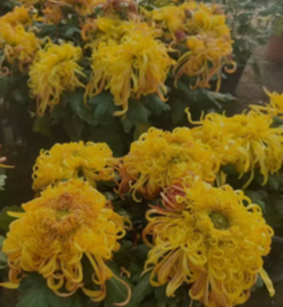 7D977A18-AE55-4EBC-8C9A-3B49471BBBF8.png