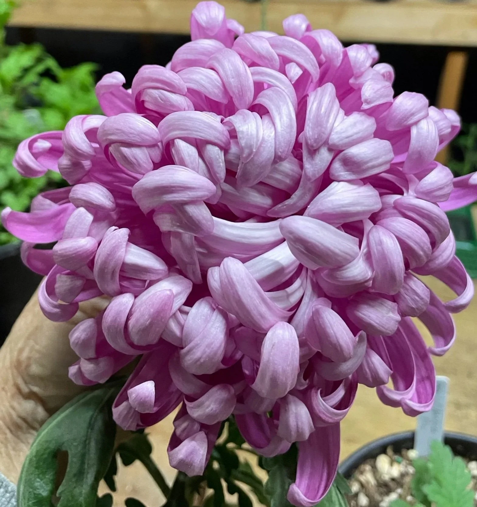 1B China Belle