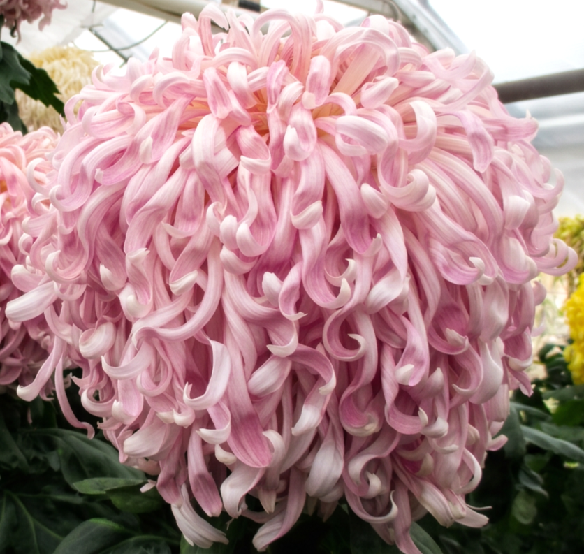 2AA Pink Duke of Kent