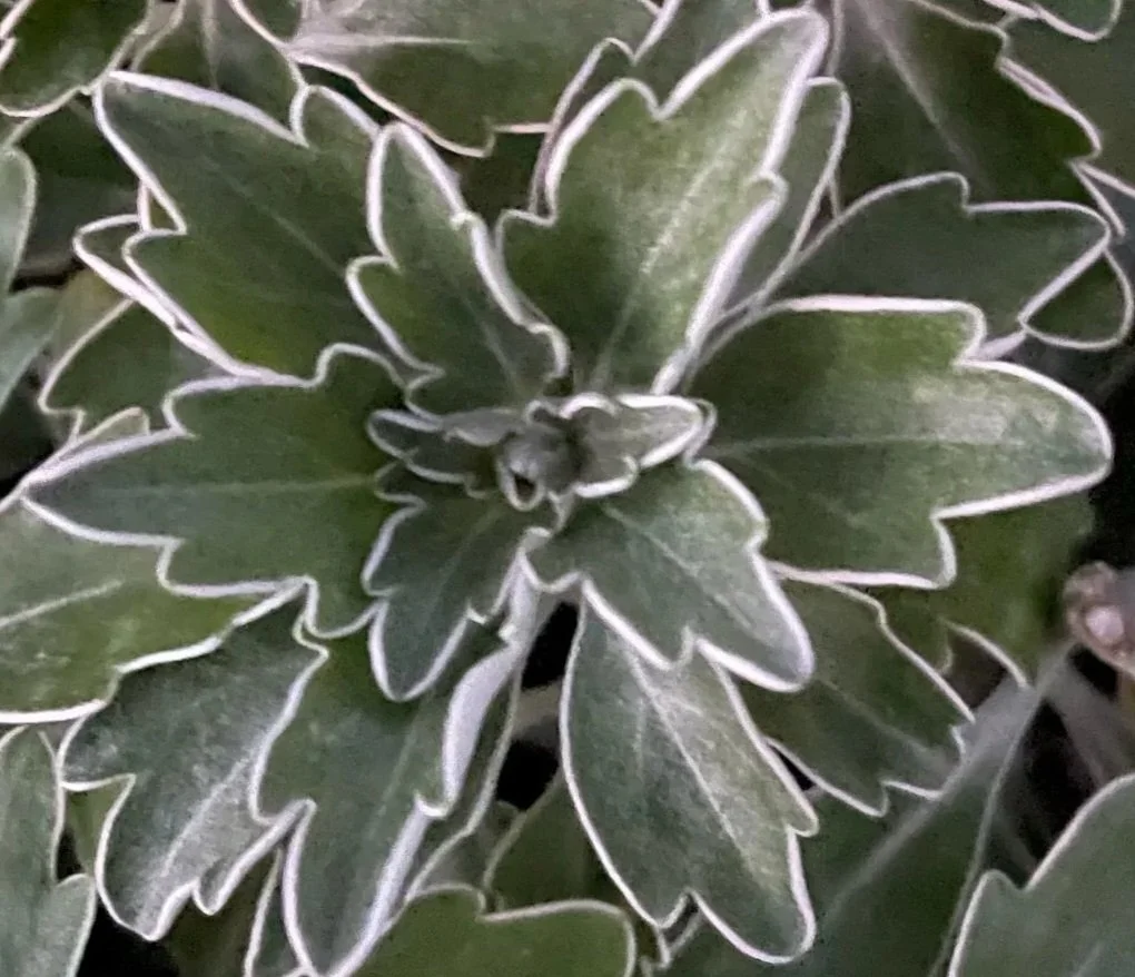 13C Silver & Gold Pacificum