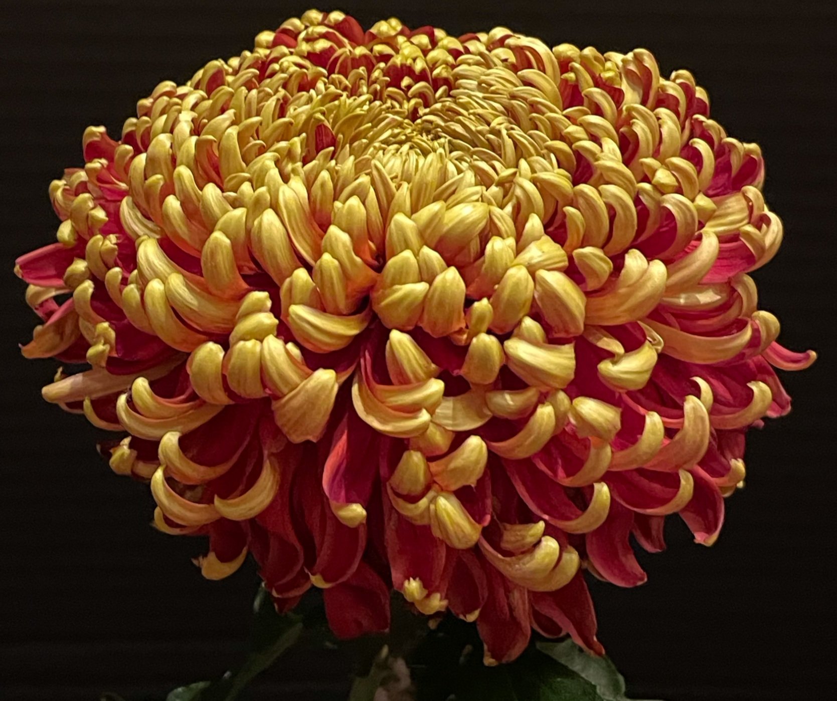 0D6CD813-856C-490E-B043-36EB6F9E03C3.jpg