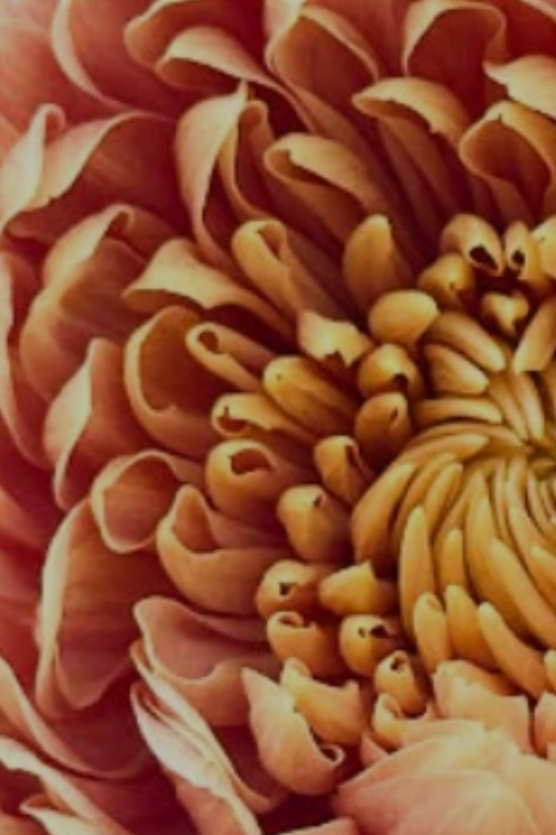 4B   Oefa Salmon  (EE Fa)