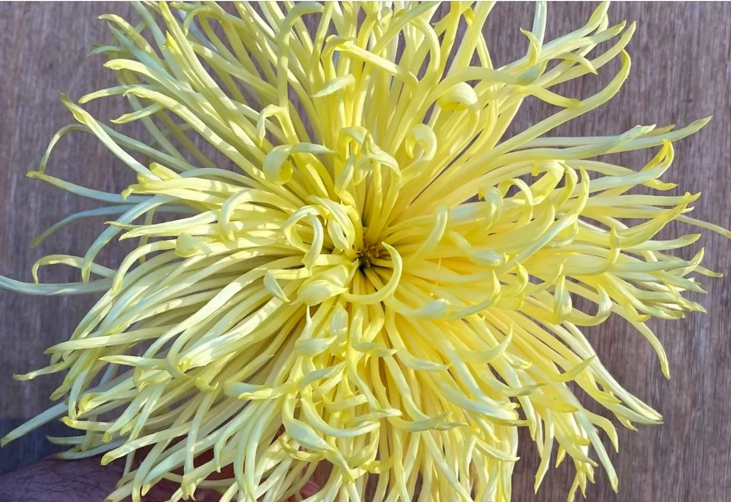 10A Yellow Rayonnante