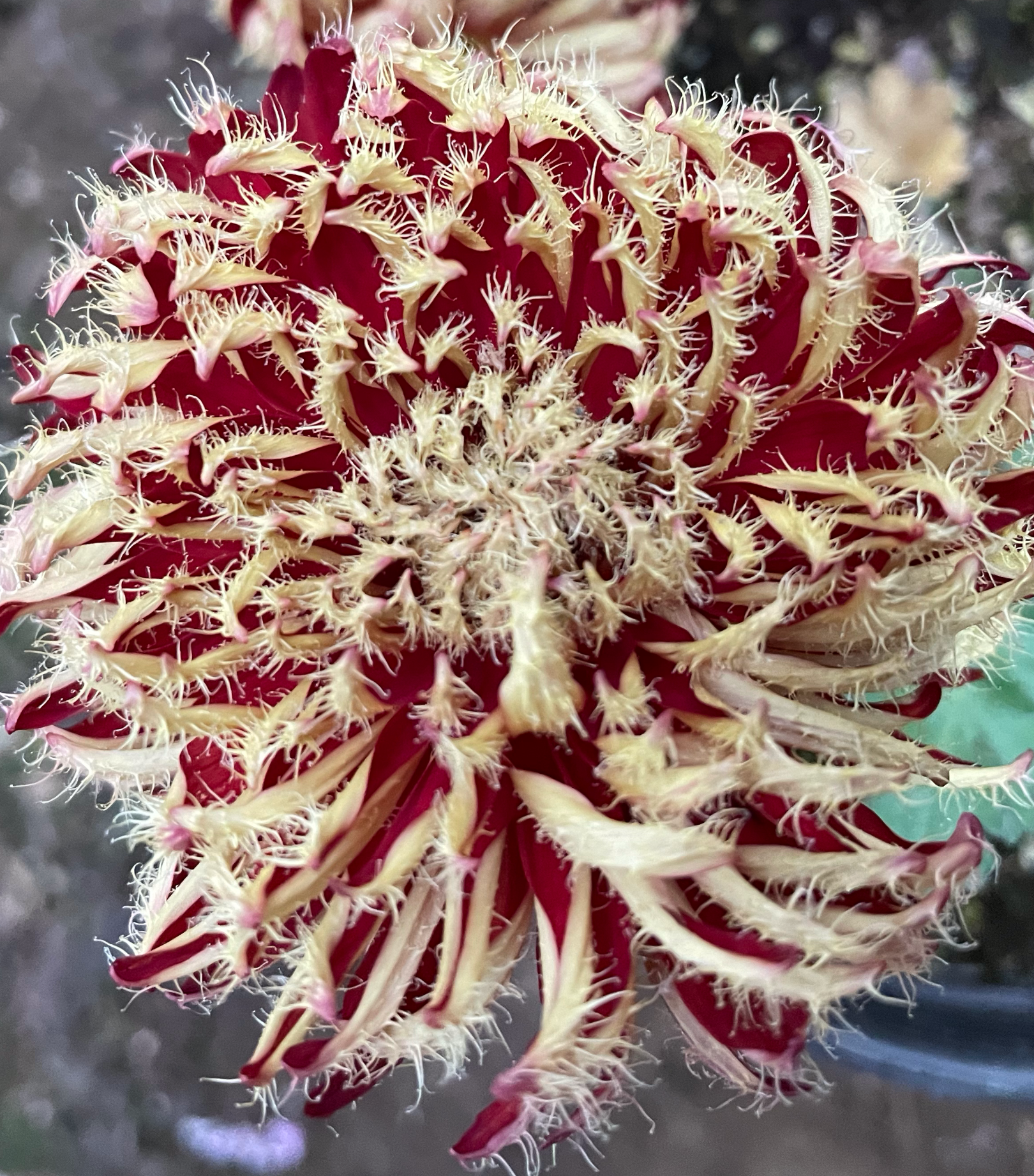 3B/13B Tamara's Tribute-Hirsute