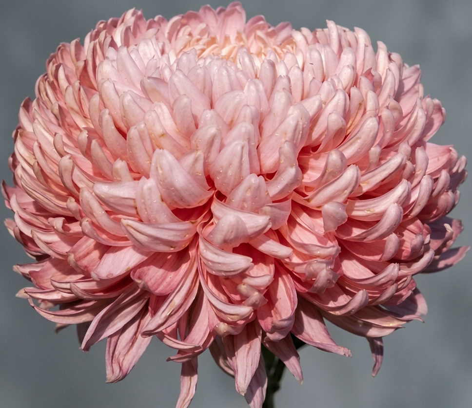 5A Rosedew