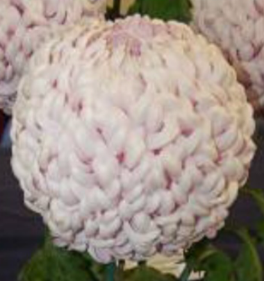 5A/3A   Savannah Charlton