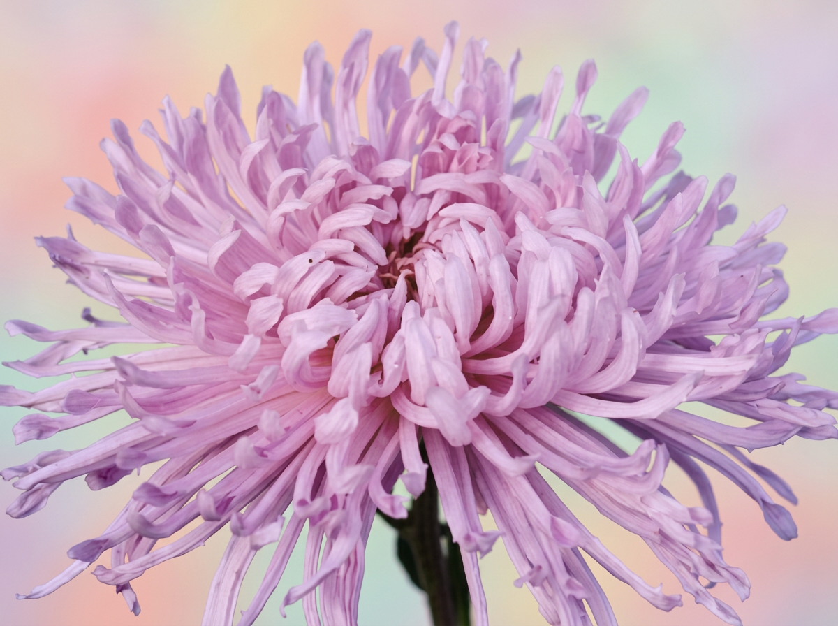 10A Pink Rayonnante
