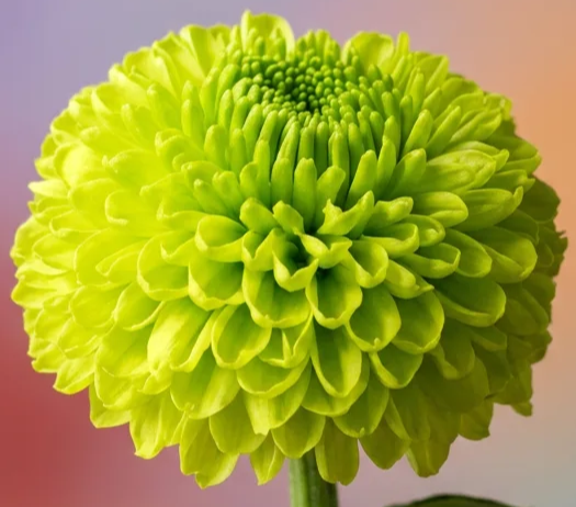 imgg-ztv-30hd3fh9.png