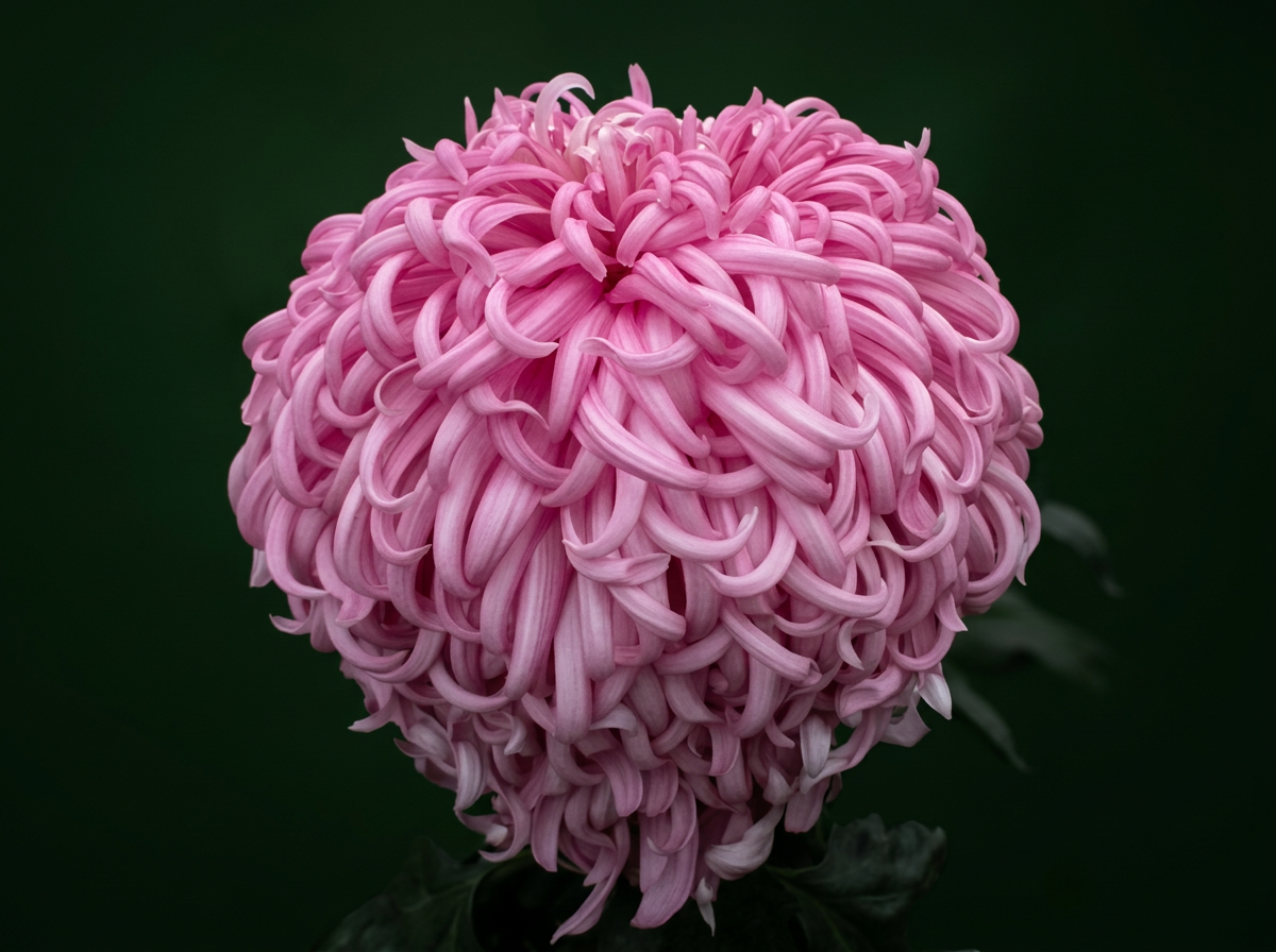 imgg-vrc-f1bg2dii.png