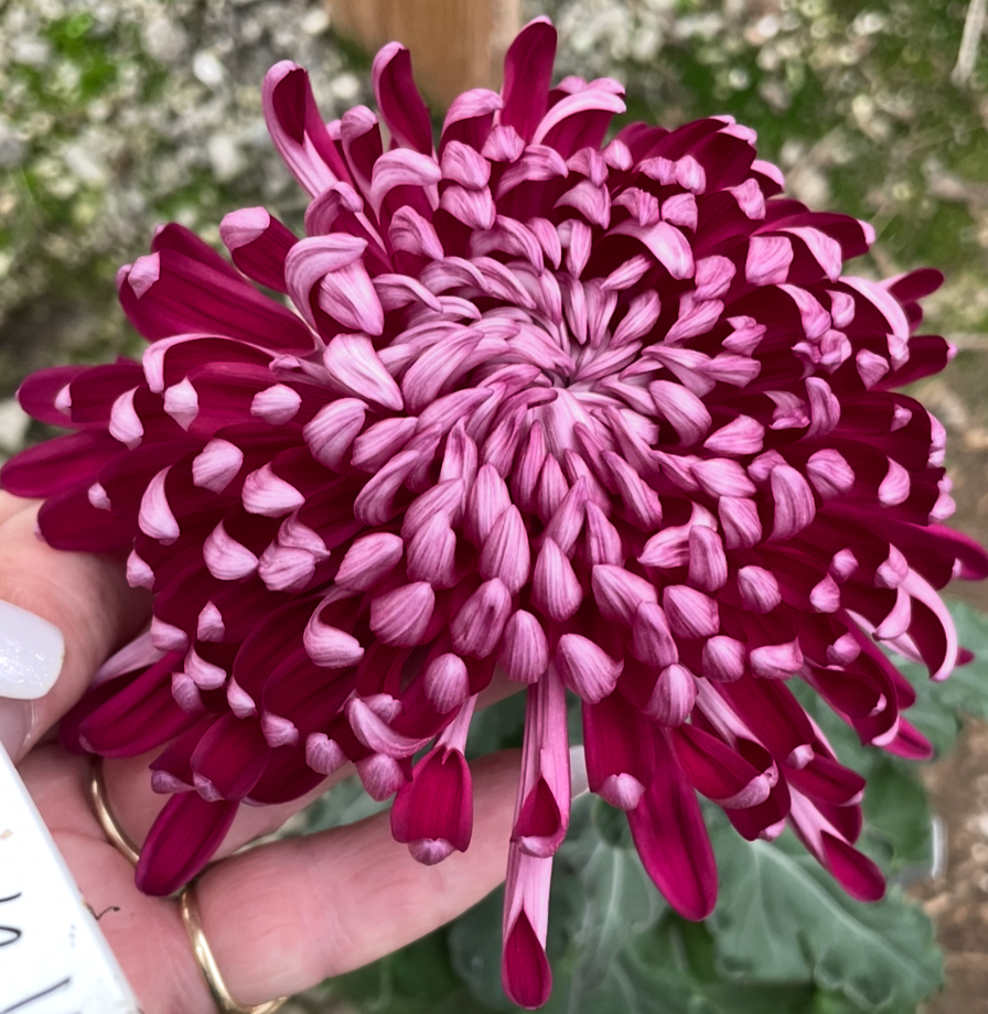 5A Nevada Violet