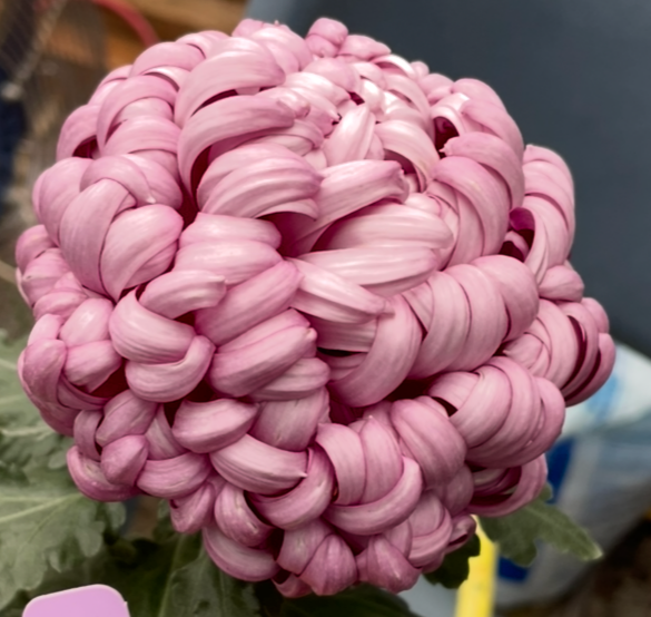 3A Shirley Model Red