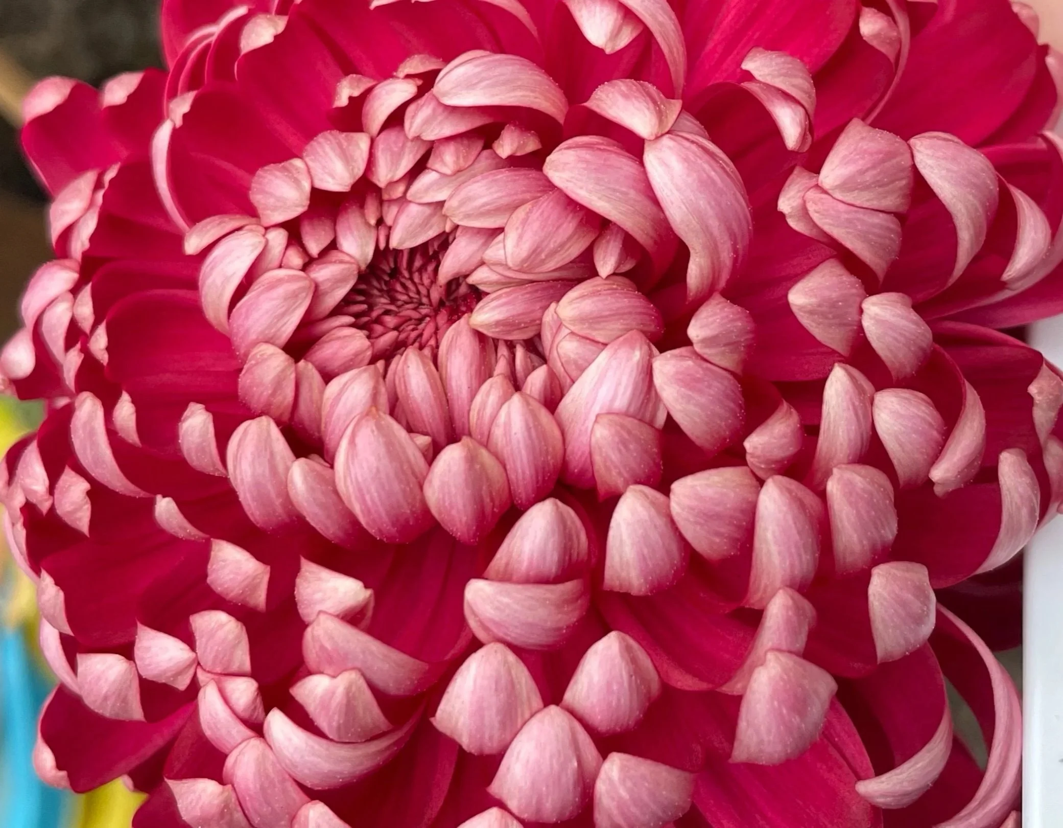 5A Gilbert Serise Cerise