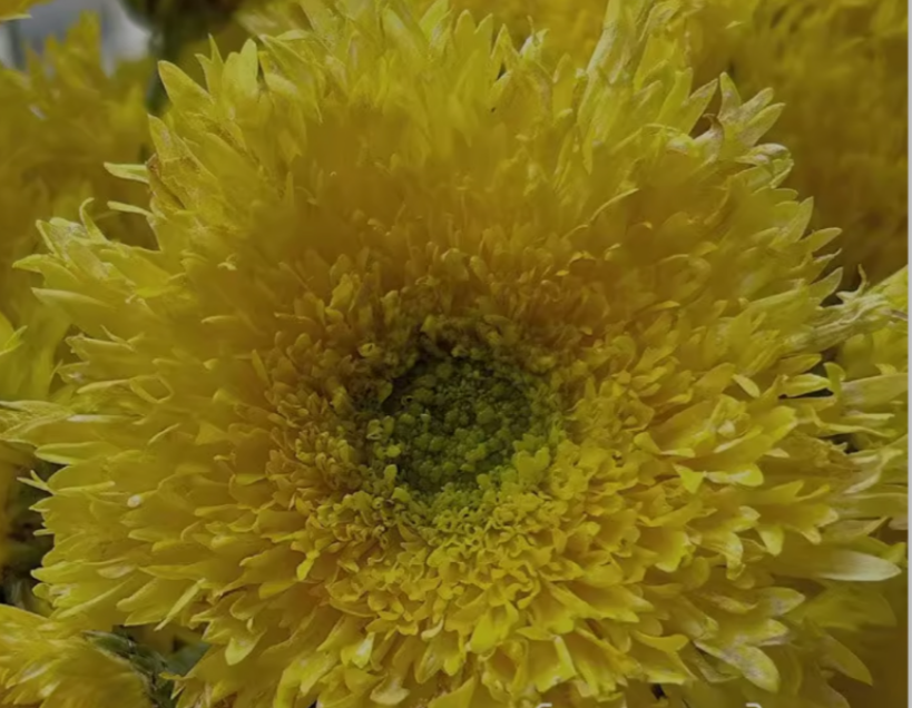 0562DDCF-61E3-4890-B57D-CB3E3DBACEE5.png