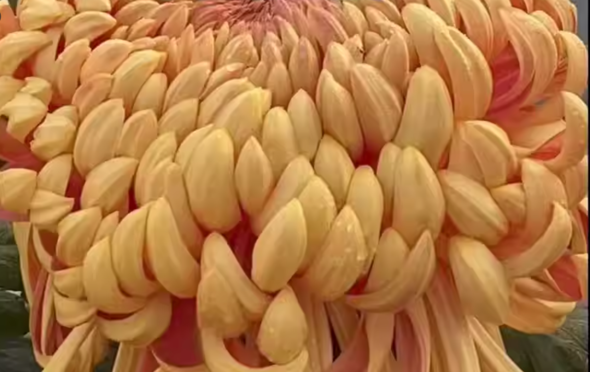 2DB07E76-40D6-4C75-9B88-4579862B7E4F.png
