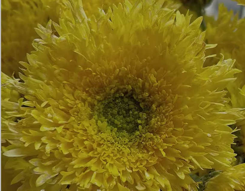 0562DDCF-61E3-4890-B57D-CB3E3DBACEE5.png