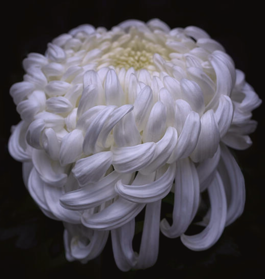 2E554D62-1071-427B-A865-8AEB36D3D738.png