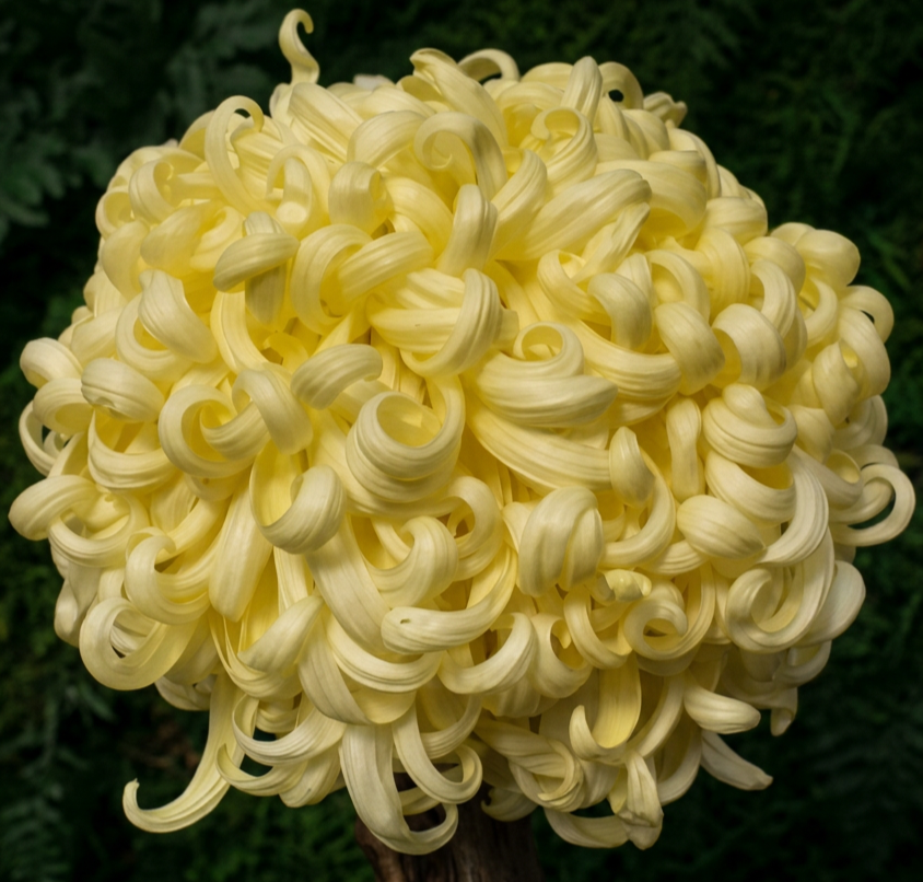 2AA Primrose Peggy Ann
