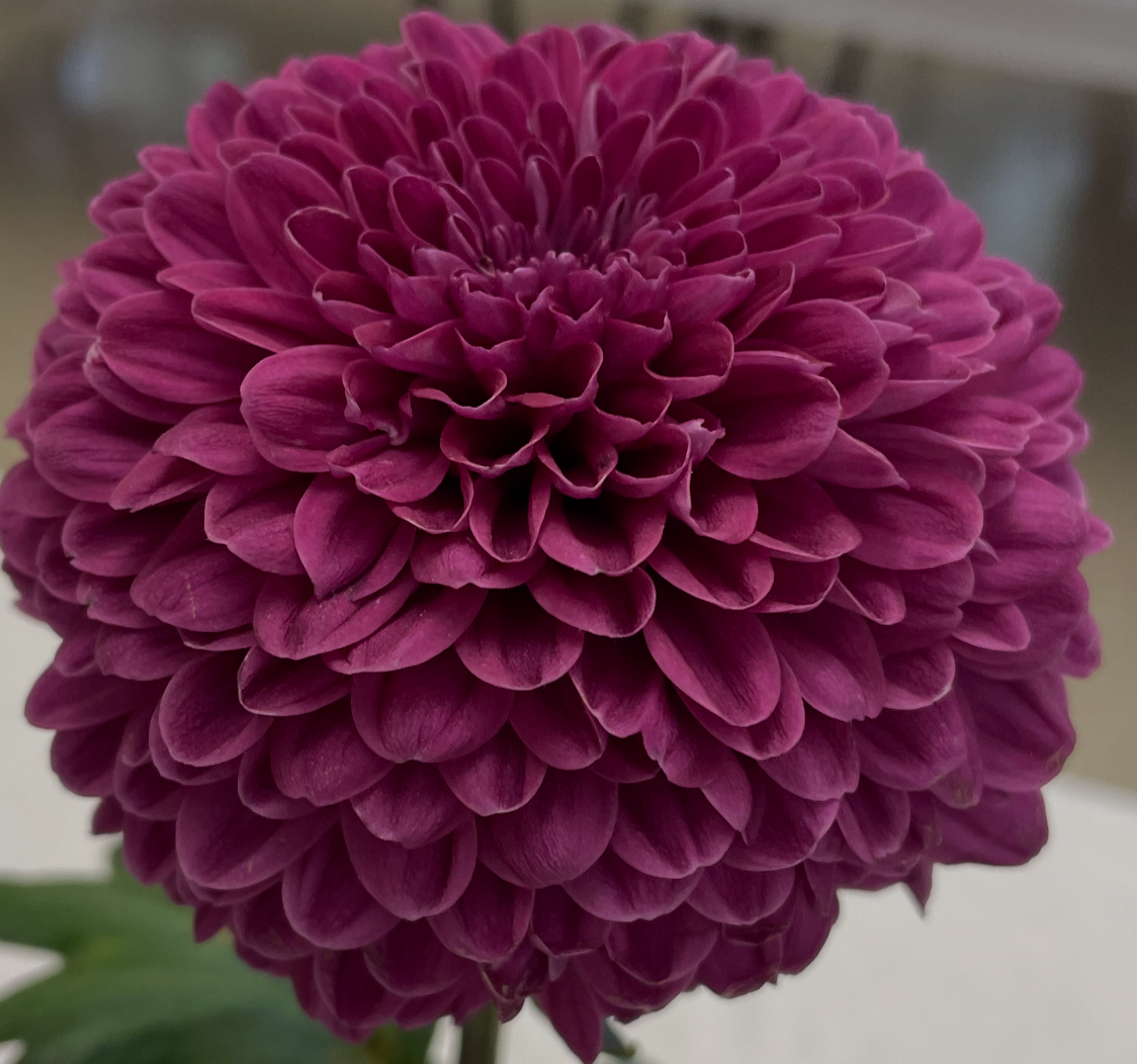 FDCFA388-6A9F-4345-A61F-2BDDF0A91703.png