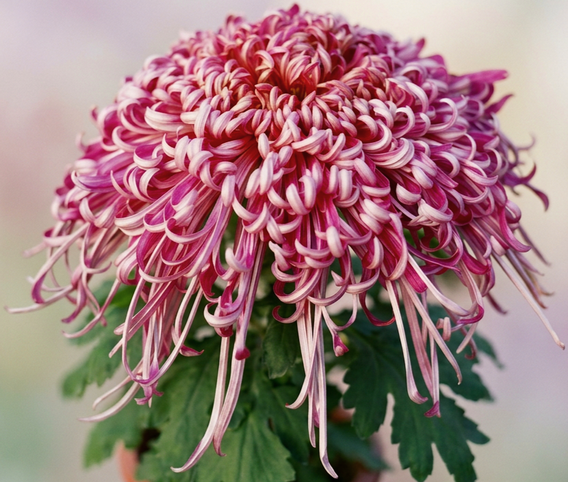 imgg-jwj-m37rkd5f.png