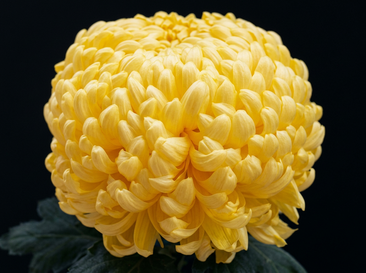 imgg-wgx-85rk1ivd.png
