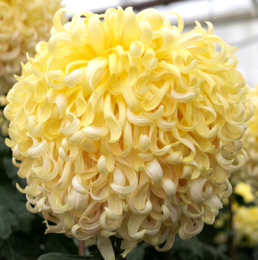 2AA Yellow Duke of Kent