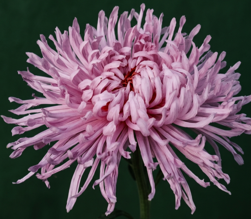 10A Rose Rayonnante