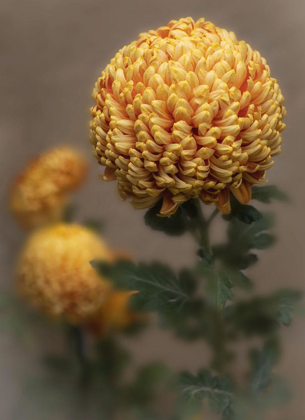 E63806EA-078A-4461-ACAF-D661DDBFEF7A.png