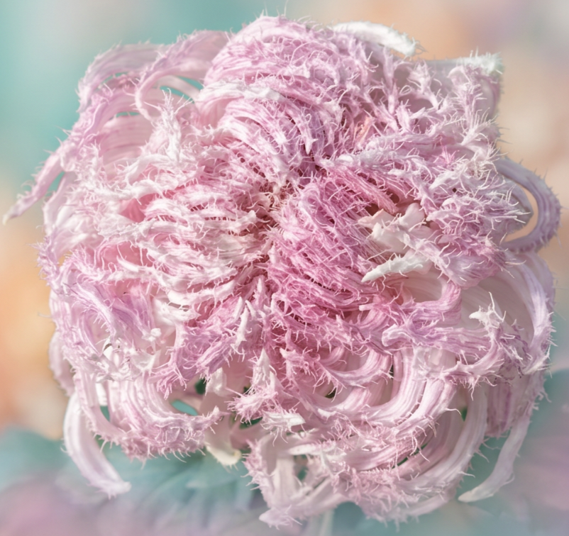 13B Rosy Feathers - Hirsute