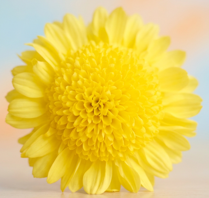 8C Yellow Pennine Oriel