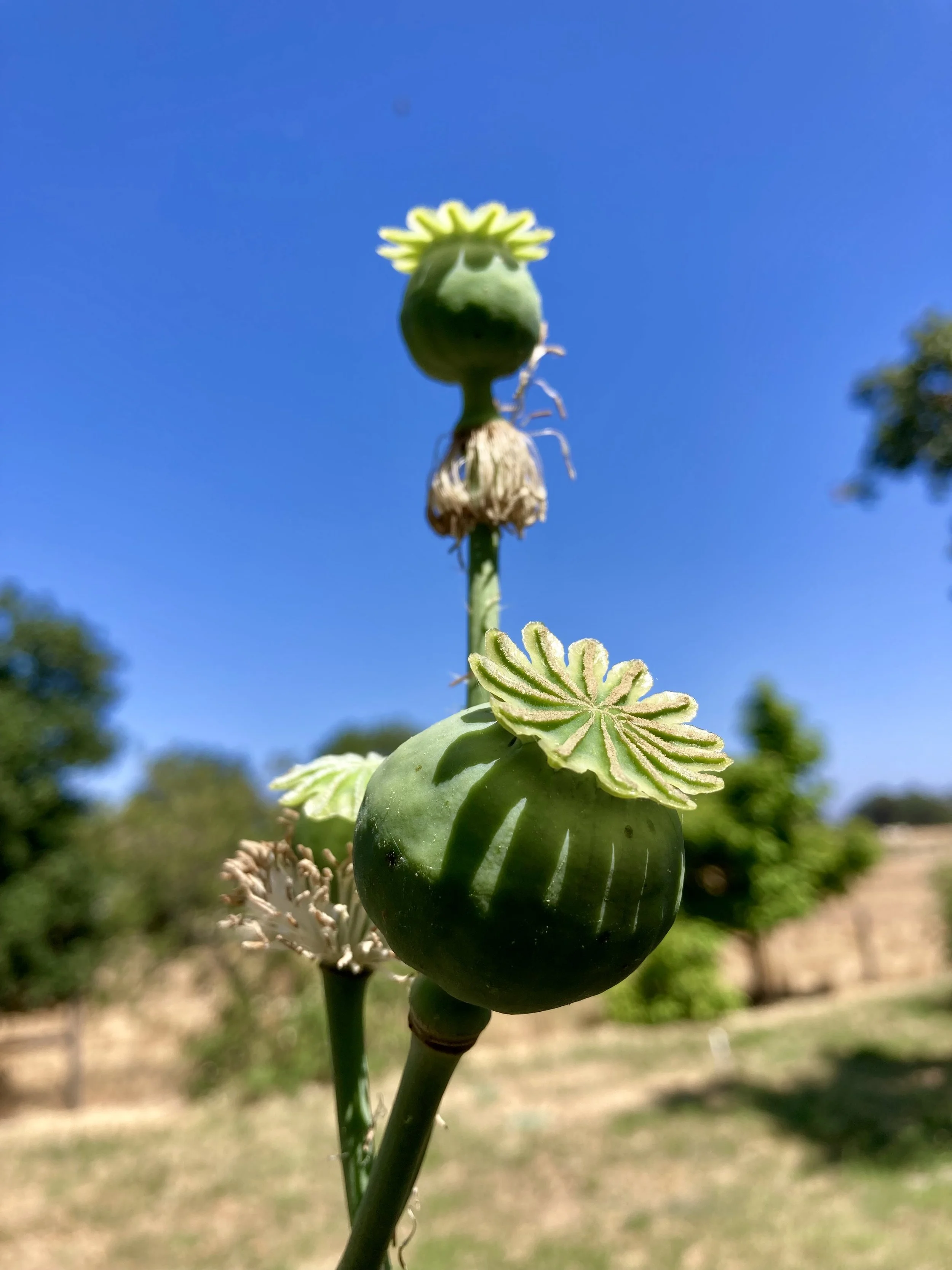 Poppy seed head