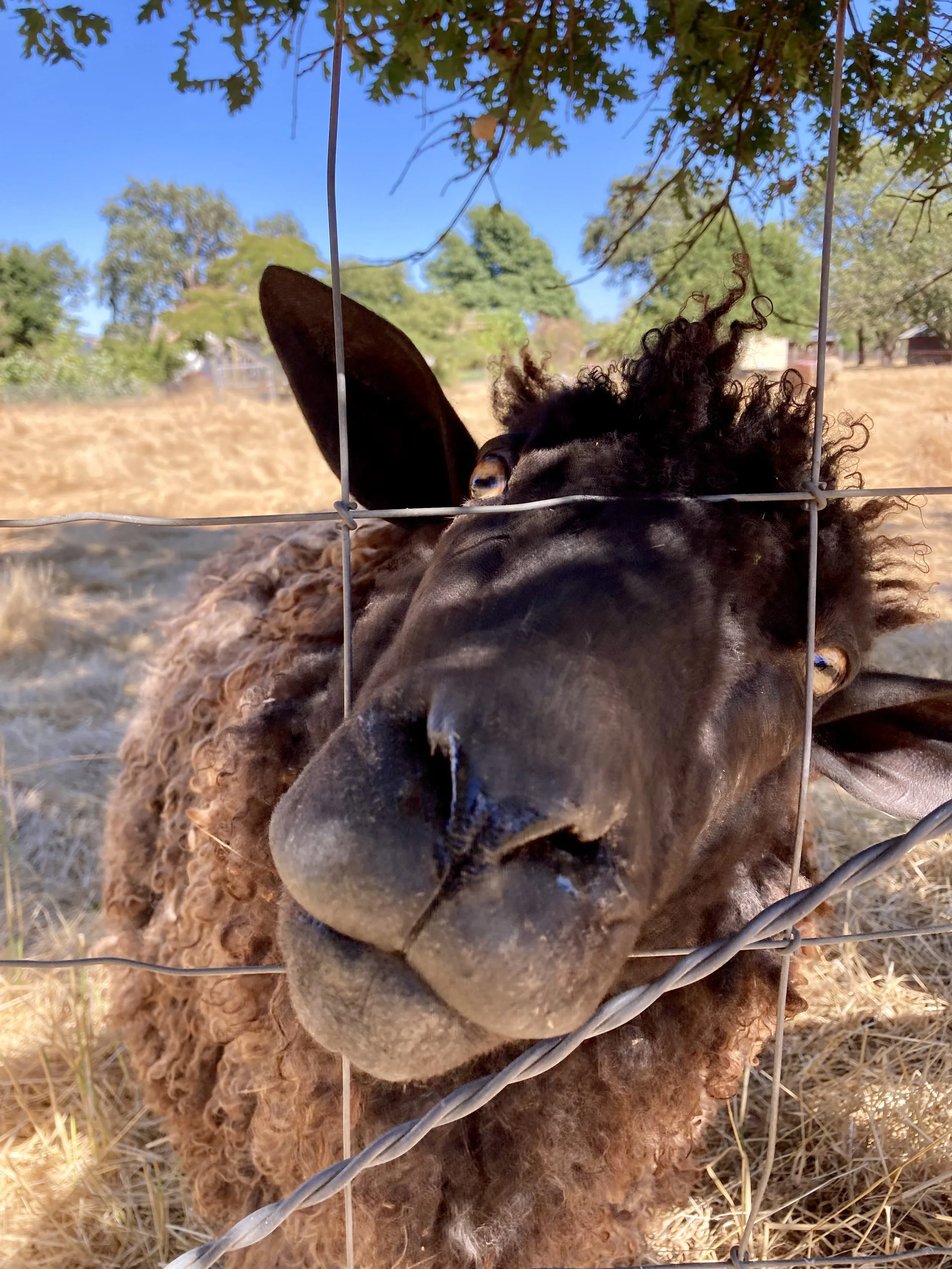 A sheep pressing her nose through the fence looking for a treat 