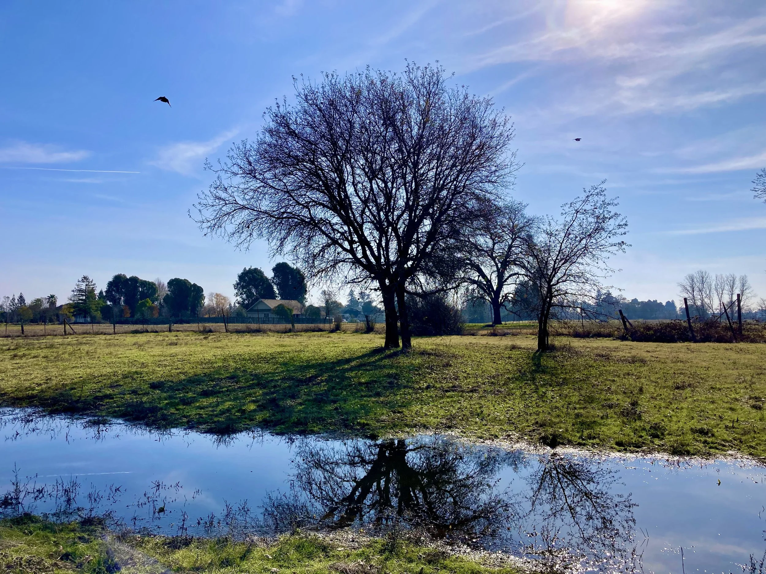 An oak, a pond and a blue sky in winter