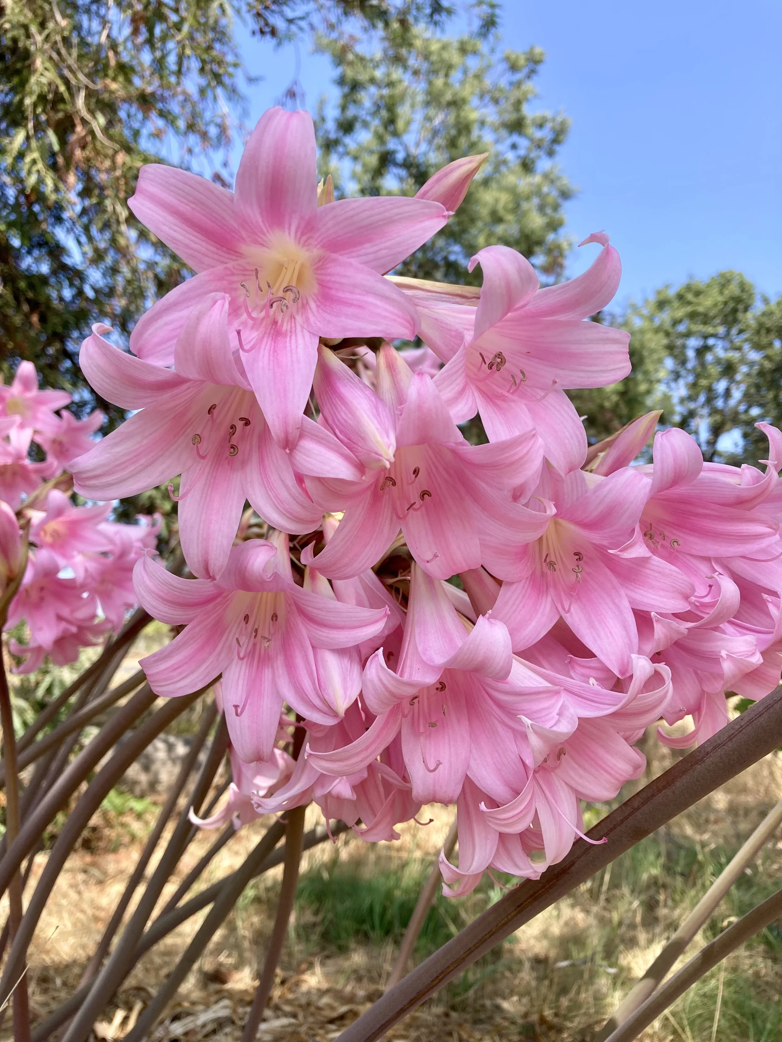 Amaryllis belladonna