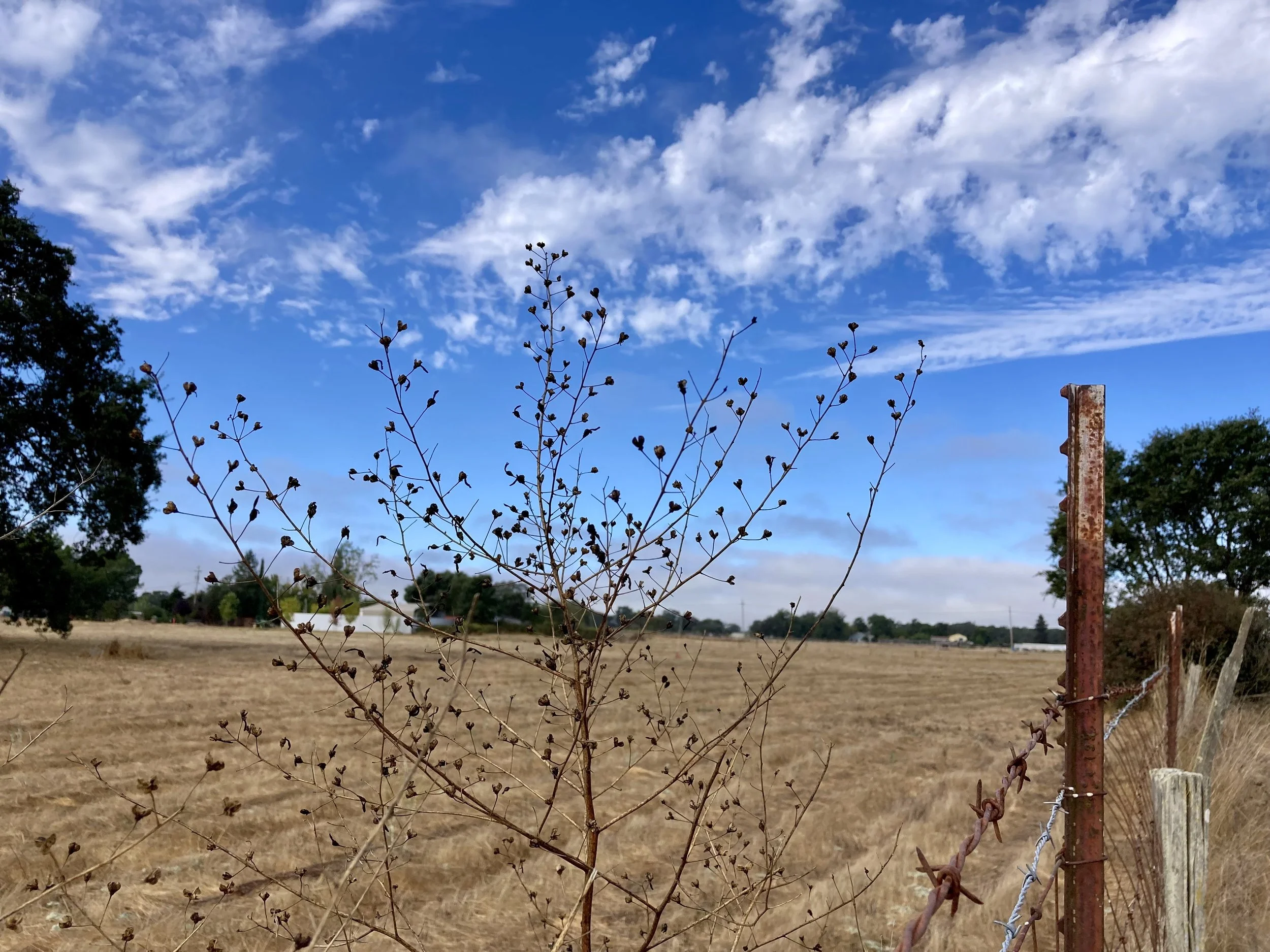 Summer — a dry mowed field