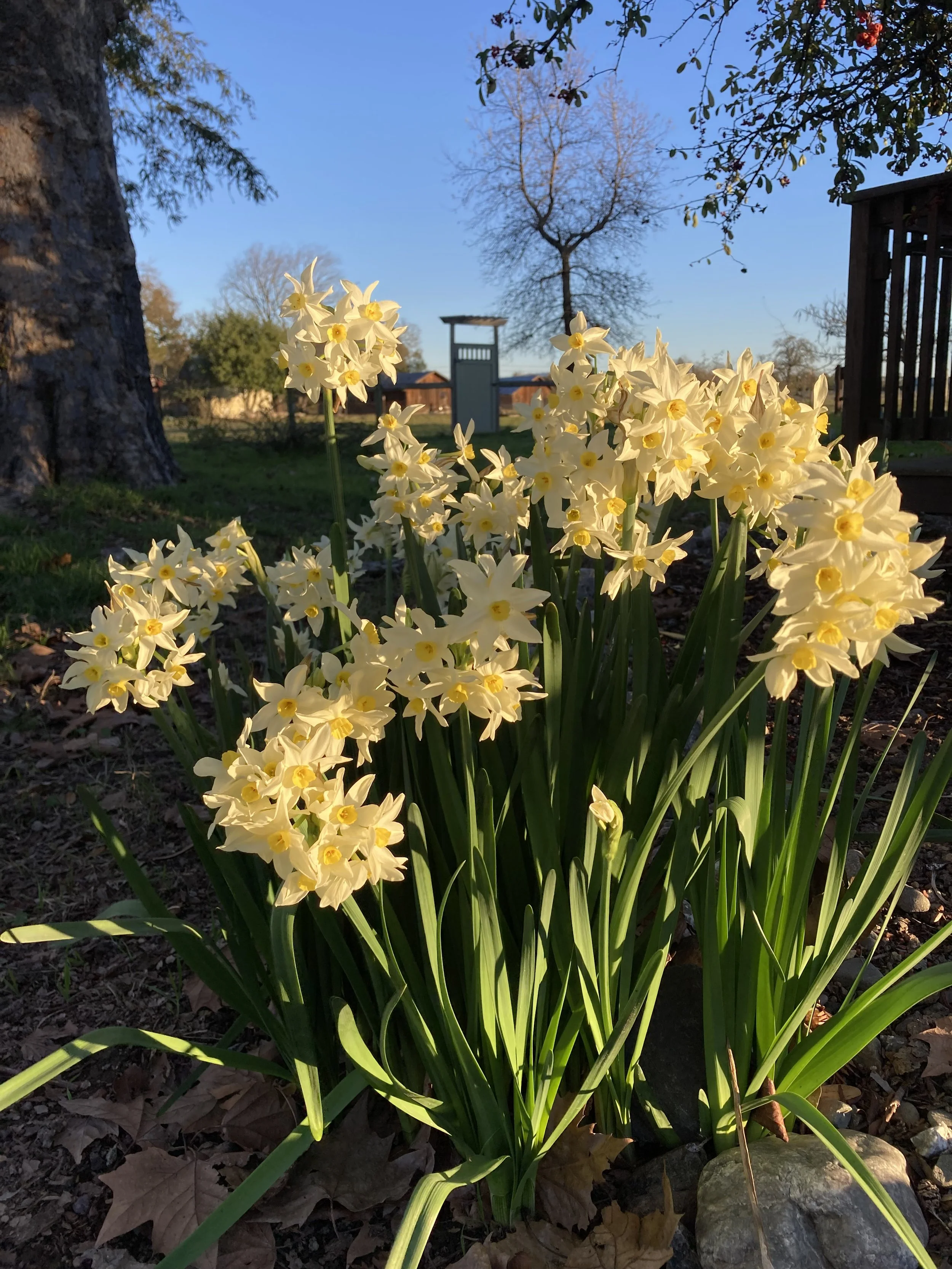 Winter blossoms — a bunch of paperwhite flowers