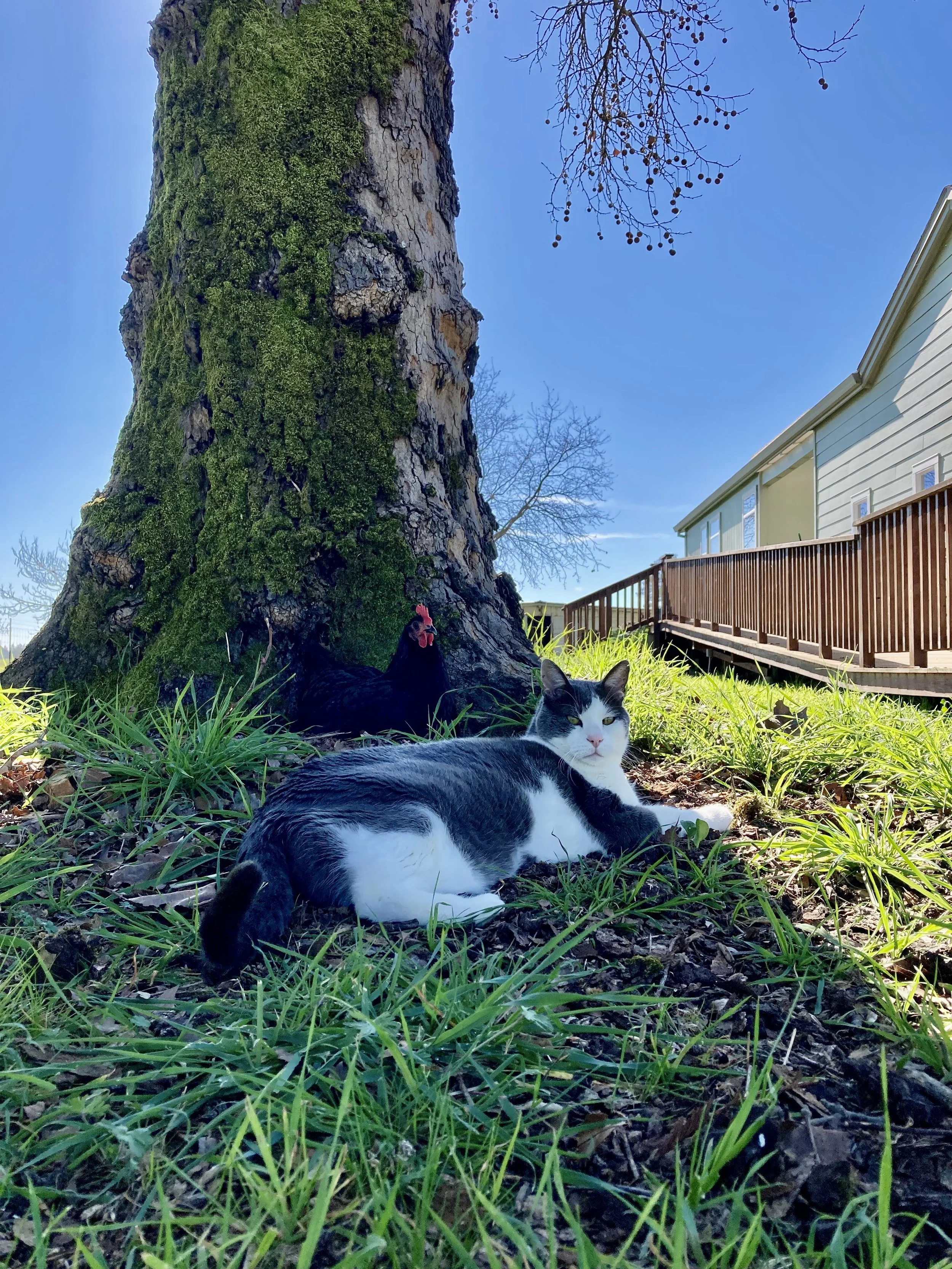 Cousteau and Carlotta under the sycamore tree