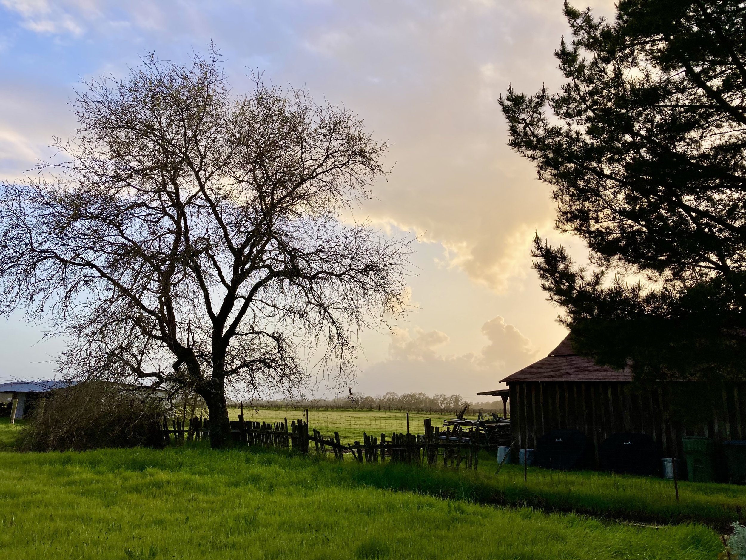 Evening on the farm