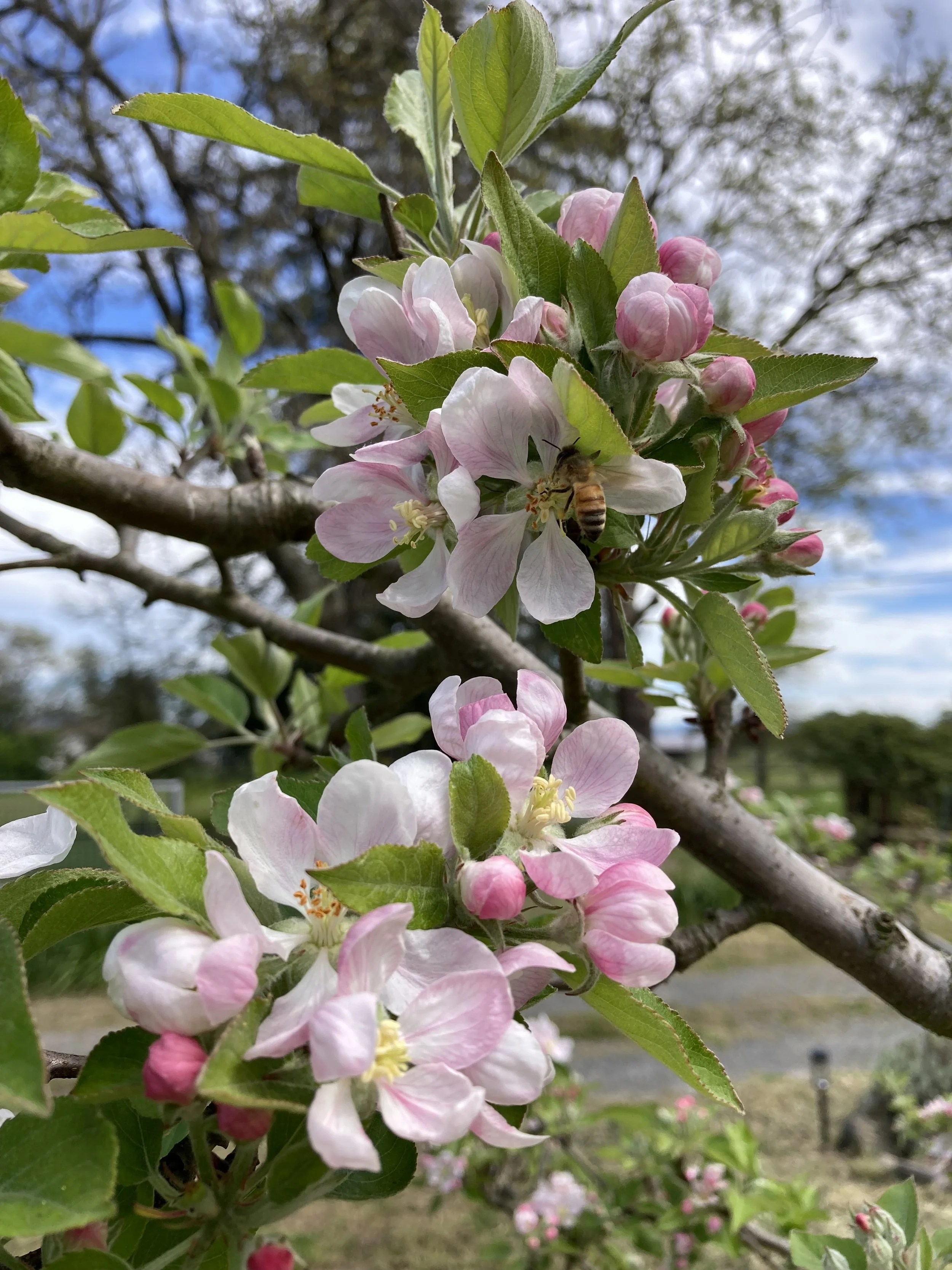 Apple blossoms