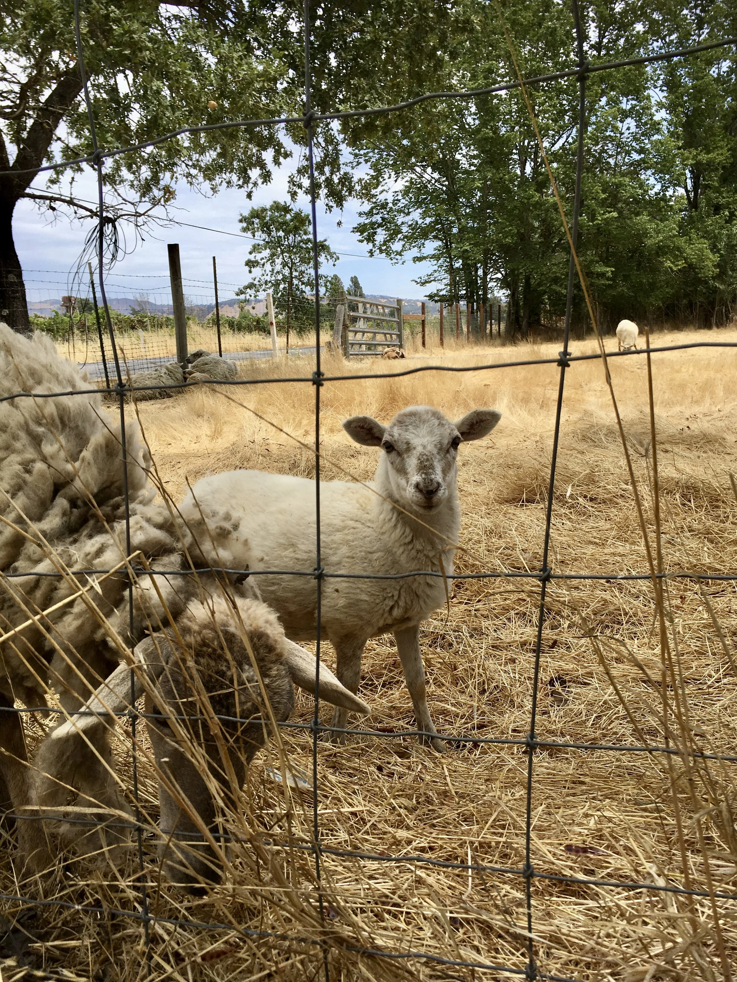 A lamb through the farm fence