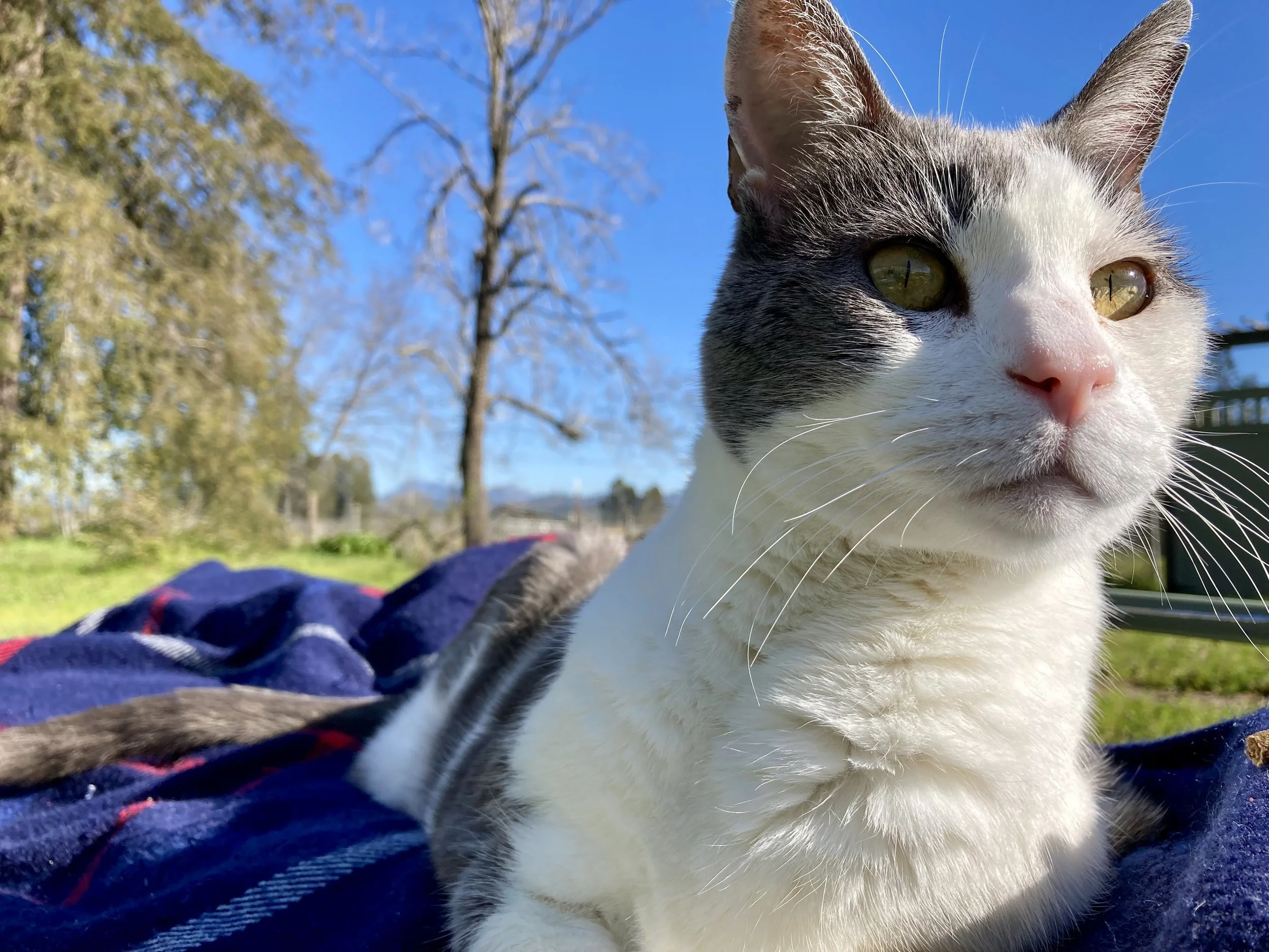 Cousteau resting on me in our lounge chair